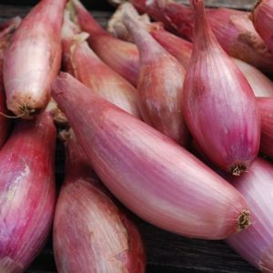 Zebrune Shallot