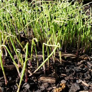 Tokyo Long White – Microgreens Seeds