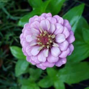 Zinnia, Giant of California BULK