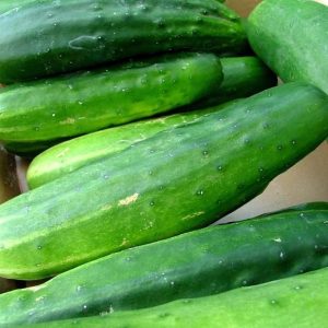 Ashley Cucumber BULK