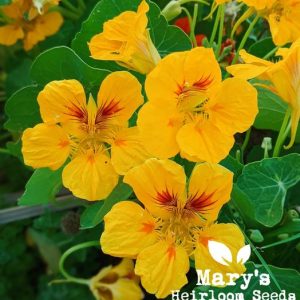 “Wild & Untamed” Hummingbird & Pollinator Wildflowers Mix – Bulk