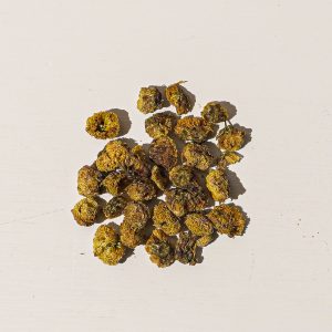 Wild Chrysanthemum Flower