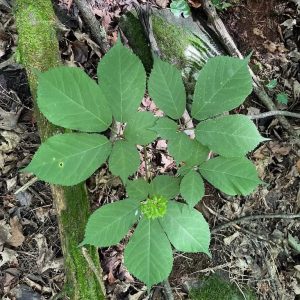 American Ginseng