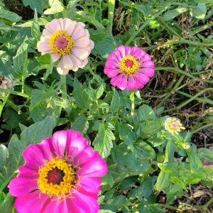 Zinnia Mix BULK