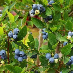 Blueberry Combo Pack