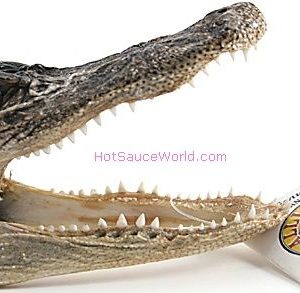 6″ Real Alligator Head USA Sales Only