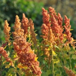 Brightest Brilliant Quinoa