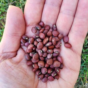 Big Red Ripper (Mandy) Southern Pea