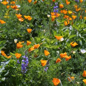 “Deer Proof” Garden Mix Wildflowers BULK