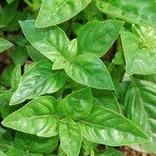 “In The Kitchen” Herb Garden