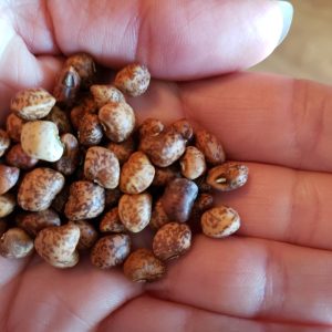 Whippoorwill Southern Pea
